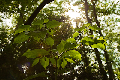 feuilles